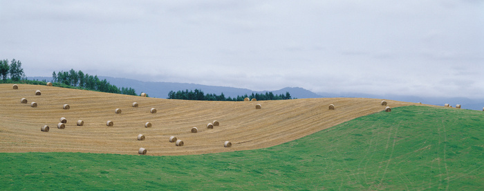 风景图 高清图  原野 草地 山坡 麦田 麦垛  