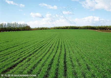 农作物-山丘边一望无际的嫩绿的麦田