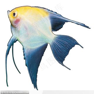 条状热带鱼标本