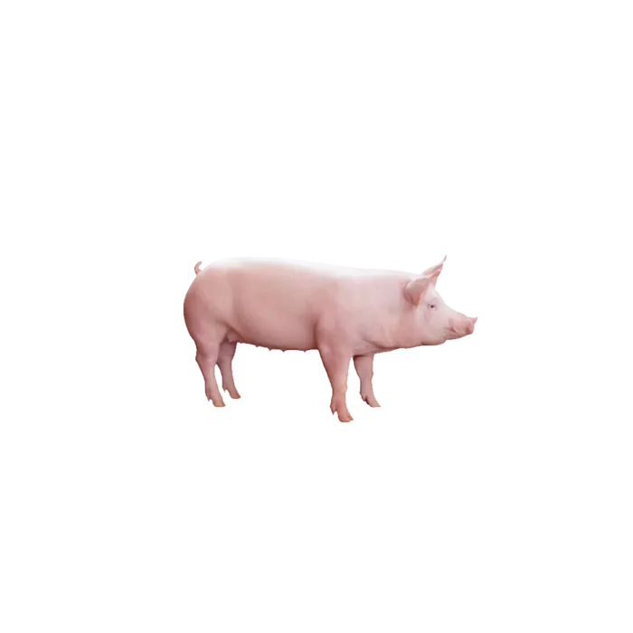 育肥猪png素材免扣装饰
