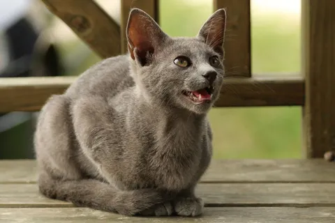 猫流浪猫野猫山猫动物猫仔设计素材小猫