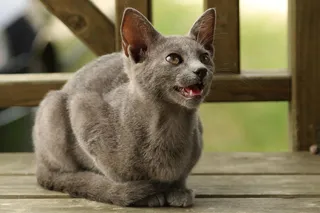 猫流浪猫野猫山猫动物猫仔设计素材小猫