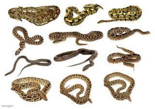 蛇PNG图片免费下载免抠