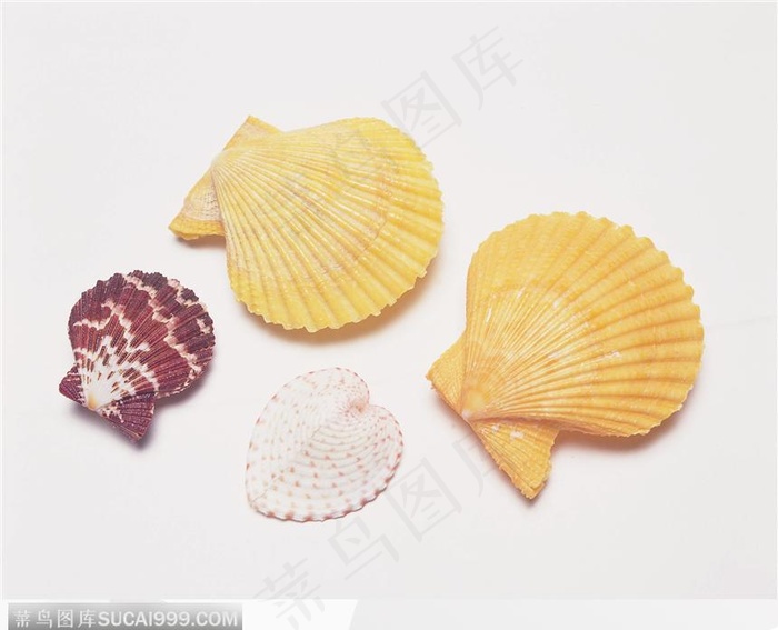 螺旋纹贝壳（四只）