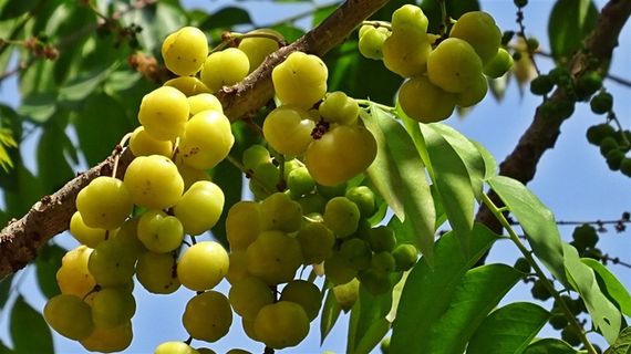 果园里的的果子