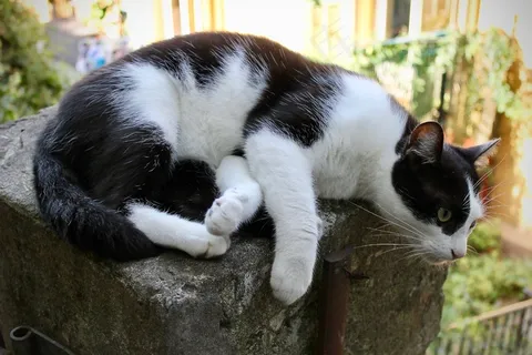 慵懒黑白小猫图片 慵懒黑白小猫图片