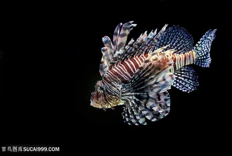 美丽观赏鱼图片