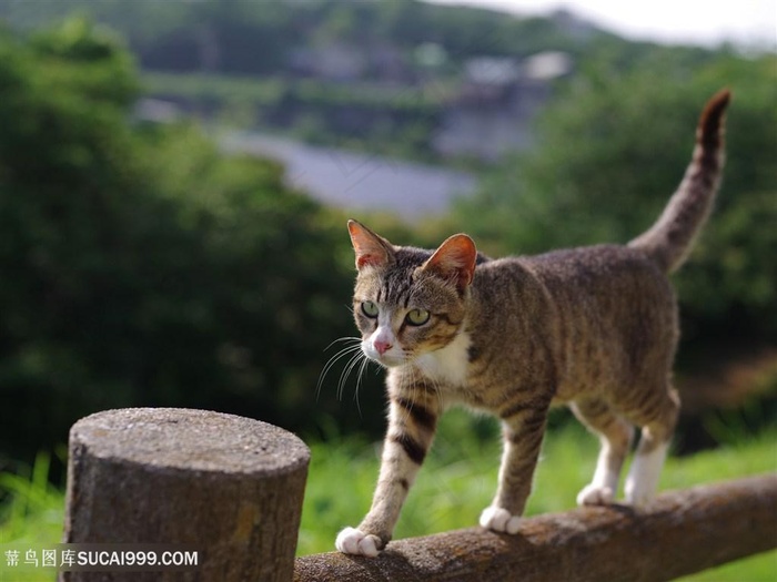 围栏上行走的可爱猫咪图片