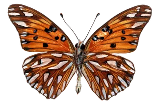 蝴蝶 彩蝶 花蝴蝶 动物 昆虫 免抠