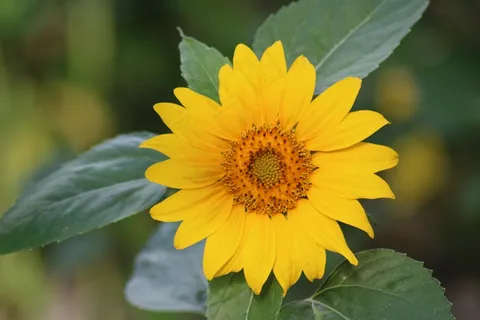 黄色向日葵小花朵图片