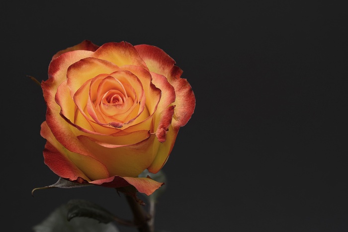浪漫玫瑰花摄影