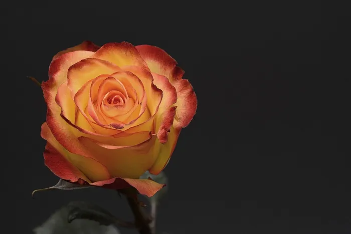 浪漫玫瑰花摄影