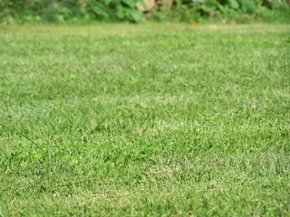 绿色青草地图片