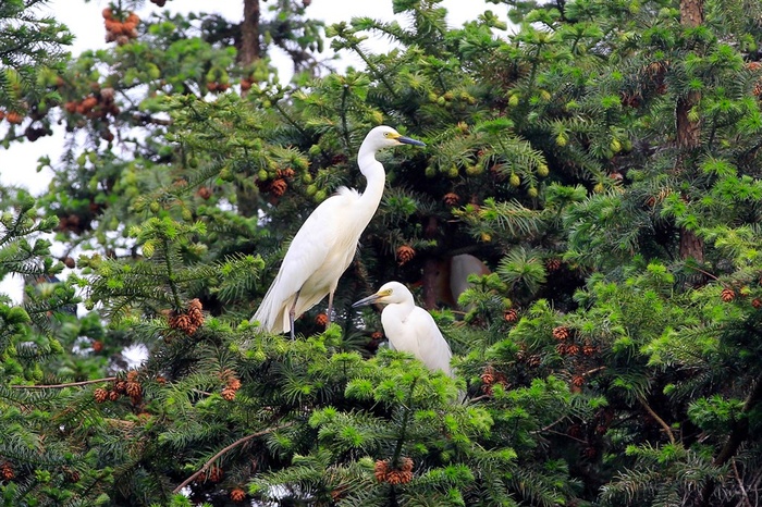 两只停歇的白鹭