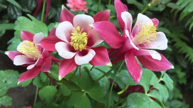 慢动作, 花朵, 花园, 红色花瓣, 白色的花瓣, 雌蕊