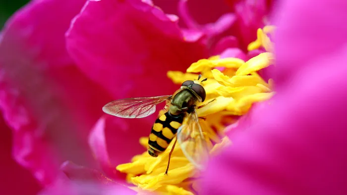 蜜蜂采蜜 