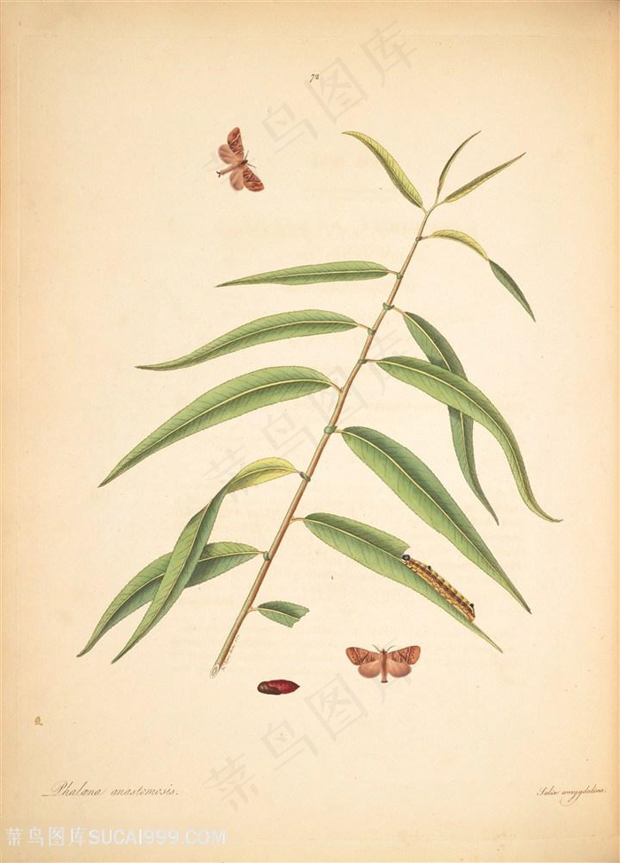 蝴蝶植物树枝树叶图谱