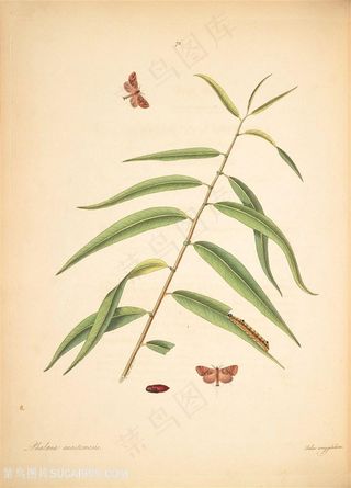 蝴蝶植物树枝树叶图谱