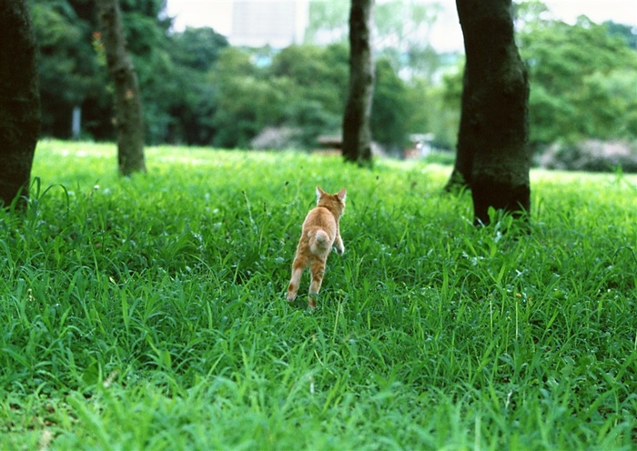 宠物猫家禽家畜摄影图片