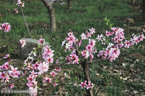 高清唯美公园桃花鲜花图片 高清唯美公园桃花鲜花图片
