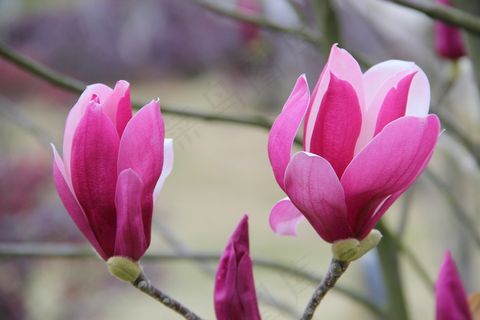 玉兰花图片下载 玉兰花图片下载