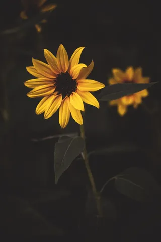 黄色向日葵摄影素材