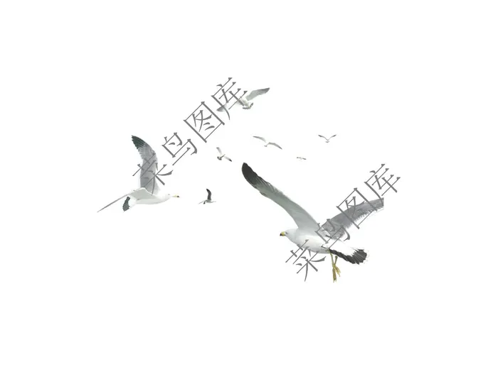 飞鸟高清图ai矢量模版下载