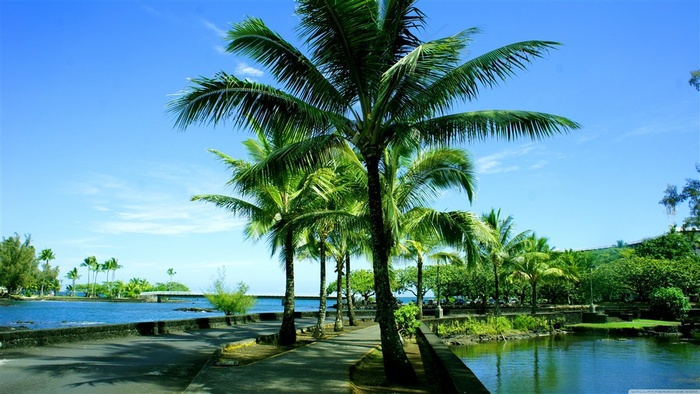 海边椰树夏日风情