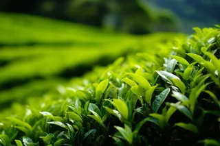 茶叶种植园摄影图