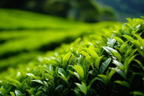 茶叶种植园摄影图 茶叶种植园摄影图