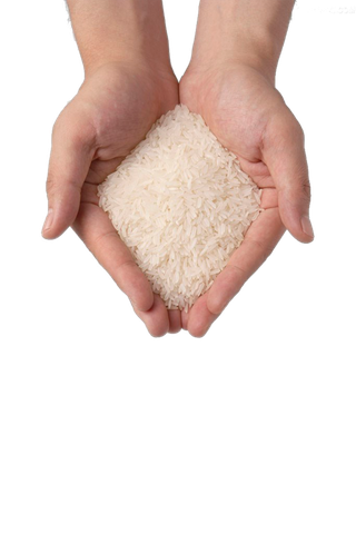 手势捧大米免抠png