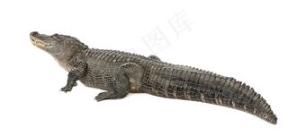 张开嘴的鳄鱼动物素材高清图片