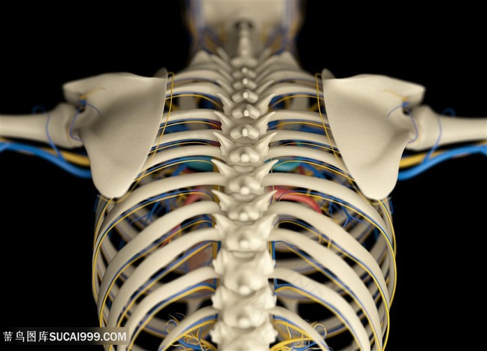 人体胸腔骨骼图片