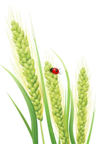 国潮手绘小麦农作物