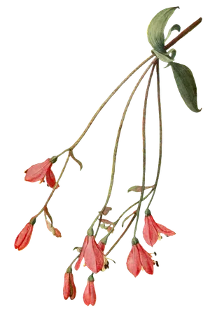 复古手绘植物花卉玫瑰花PNG免扣图案高清图片PS设计素材图