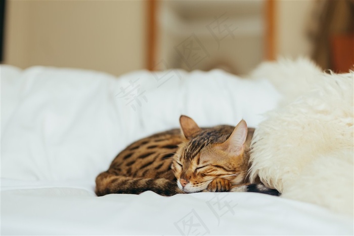 躺着睡觉的小猫高清素材图片