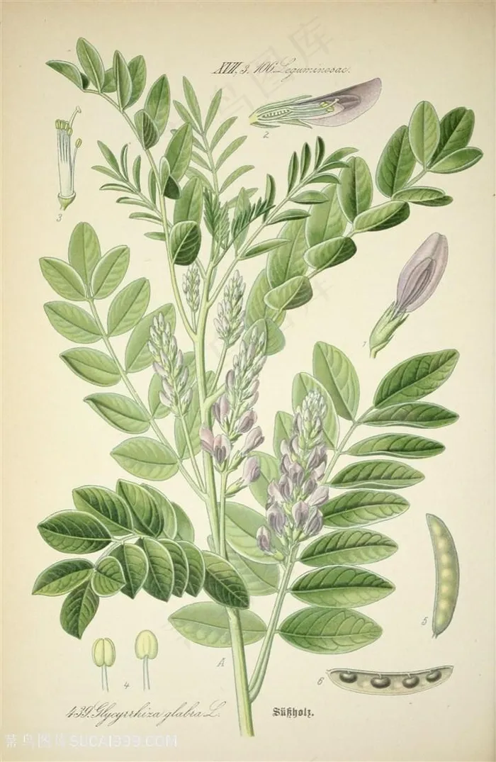 绿叶唯美水彩植物插画