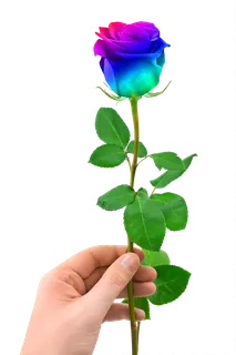 花类彩色玫瑰免抠图