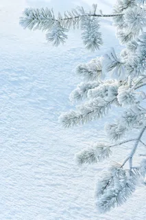 松树雪地高清图片 松树雪地高清图片