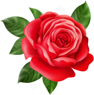 玫瑰 红色 红玫瑰 玫瑰花 花朵 鲜花特写 免抠 花束