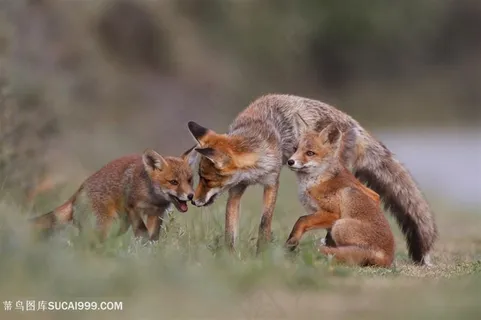 高清嬉戏的狐狸一家图片动物大全