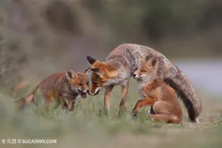 高清嬉戏的狐狸一家图片动物大全