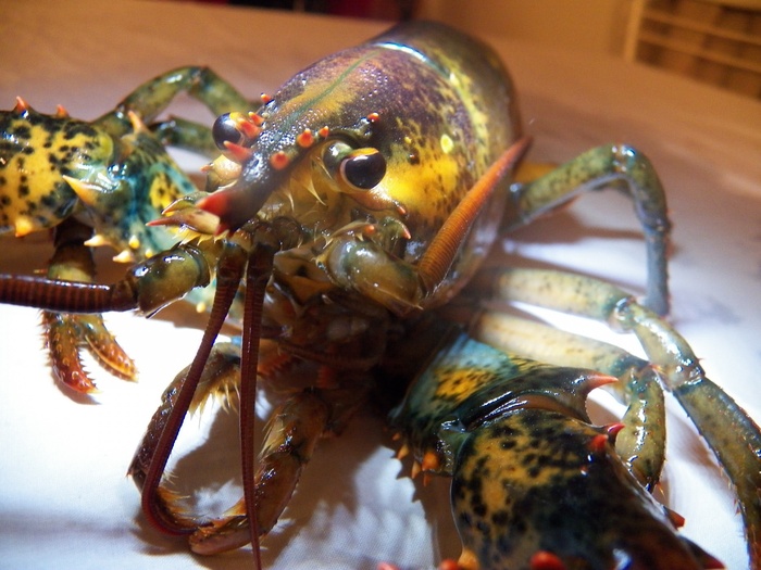 龙虾图片-第11张