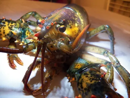 龙虾图片-第11张