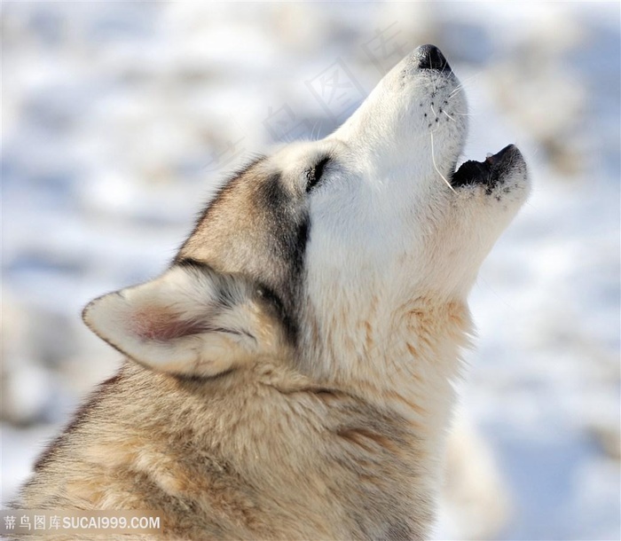 高清闭眼嚎叫的哈士奇摄影图片
