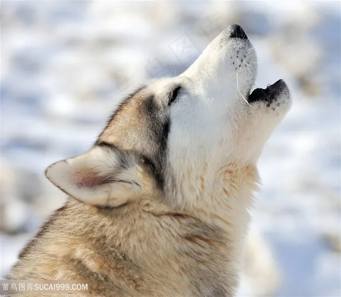 高清闭眼嚎叫的哈士奇摄影图片