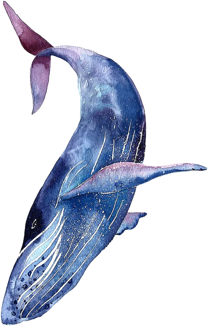 鲸鱼 鲸鱼图片蓝鲸模板PNG免扣元素
