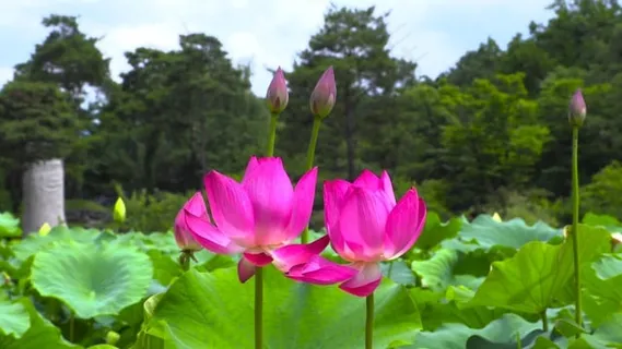 莲花, 风, 韩国, 池塘, 大自然, 早夏天, 粉红色