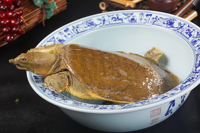 熬炒野生甲鱼