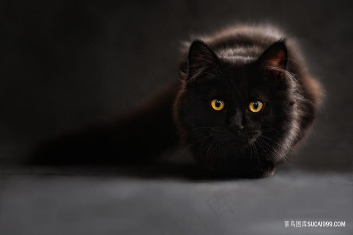 黑暗中伺机而动的黑猫图片